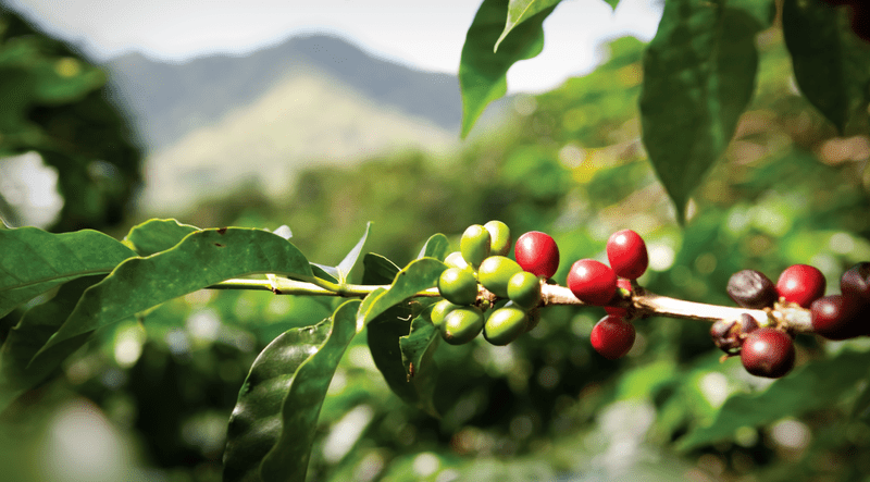 nguồn nguyên liệu cửa hàng nhượng quyền highlands coffee