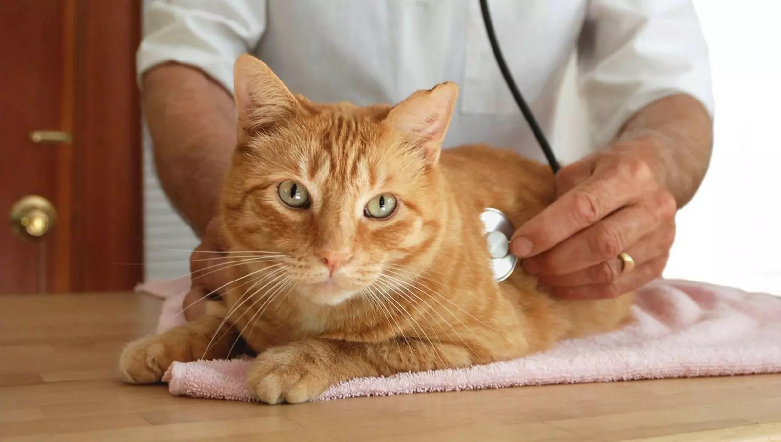 đưa mèo đi khám sức khỏe định kỳ thường xuyên