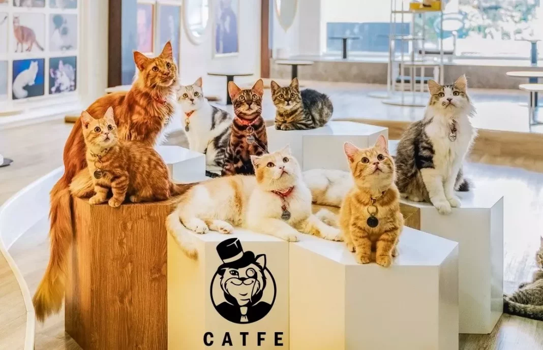 Mở quán cà phê mèo và những “bài học để đời”