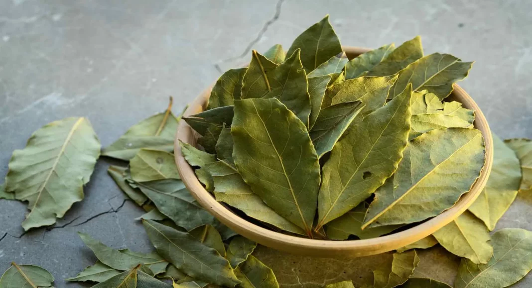 bay leaf là gì