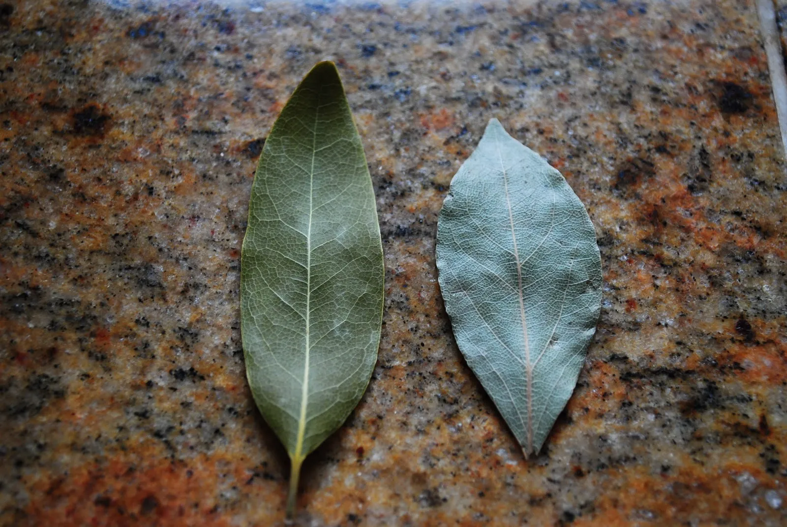 các loại bay leaf