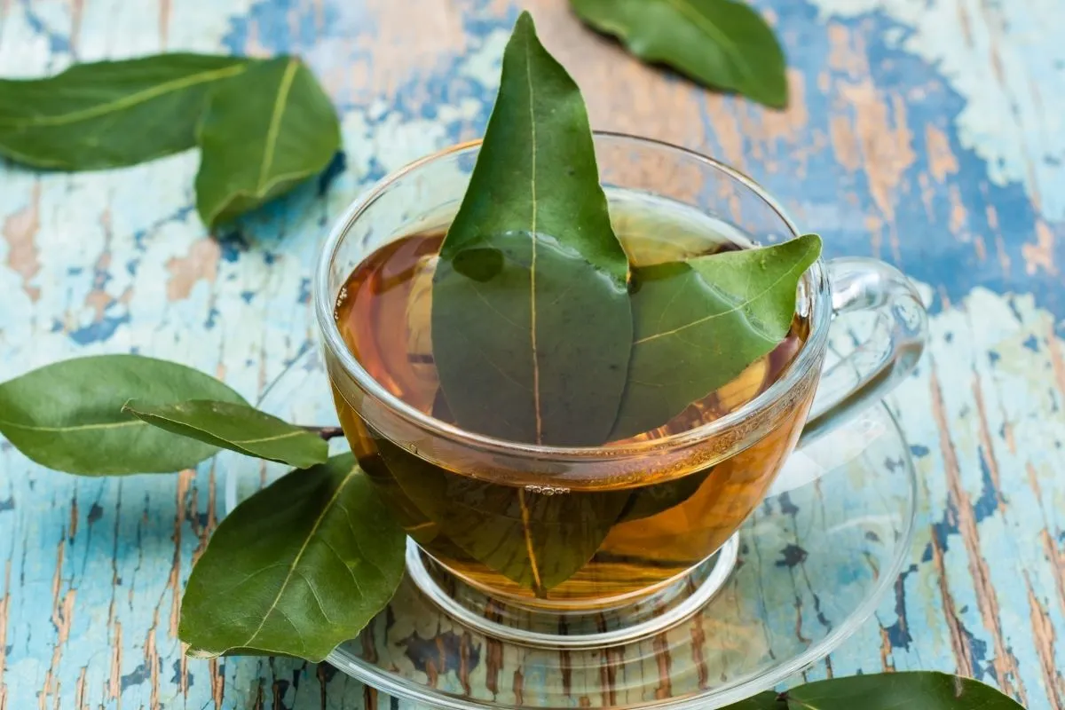 trà bay leaf