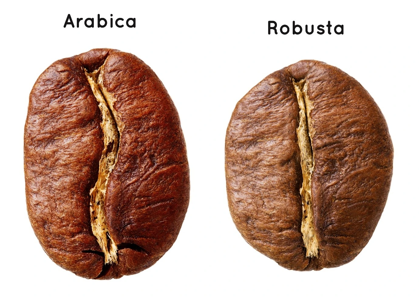 cà-phê arabica và robusta