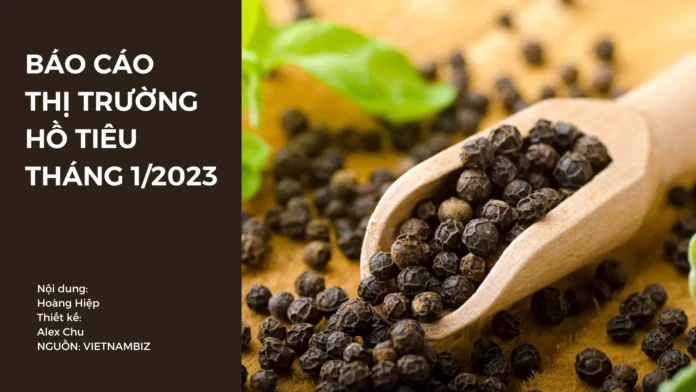 báo cáo thị trường hồ tiêu tháng 1/2023